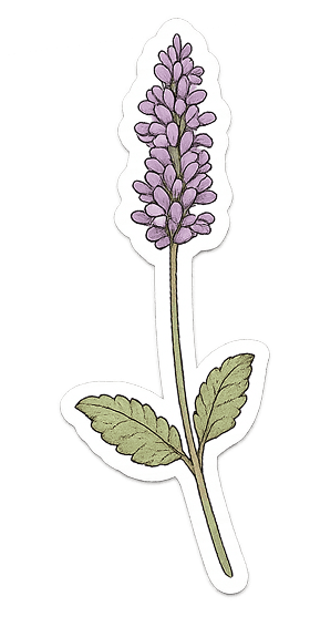 Lavanda